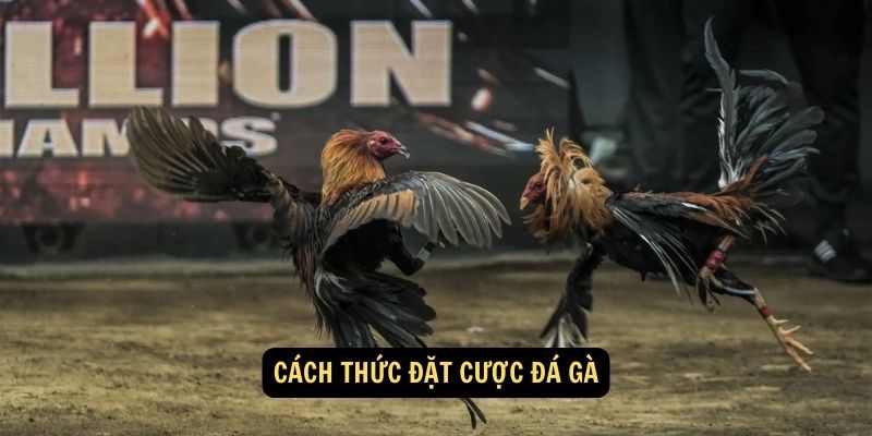 ham Gia Đặt Cược Đá Gà: Trải Nghiệm Hồi Hộp và Thú Vị của Trò Chơi Đối Đầu Trực Tuyến! 4 Cách thức đặt cược đá gà