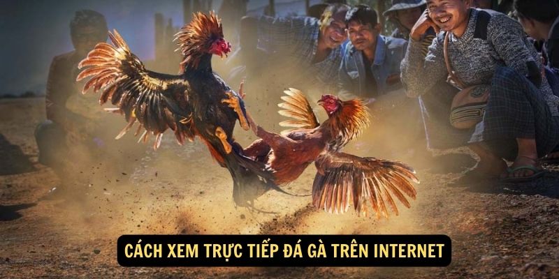 Trải Nghiệm Hồi Hộp với Trực Tiếp Đá Gà: Sân Chơi Đối Đầu Đầy Hấp Dẫn! 4 Cách xem trực tiếp đá gà trên internet