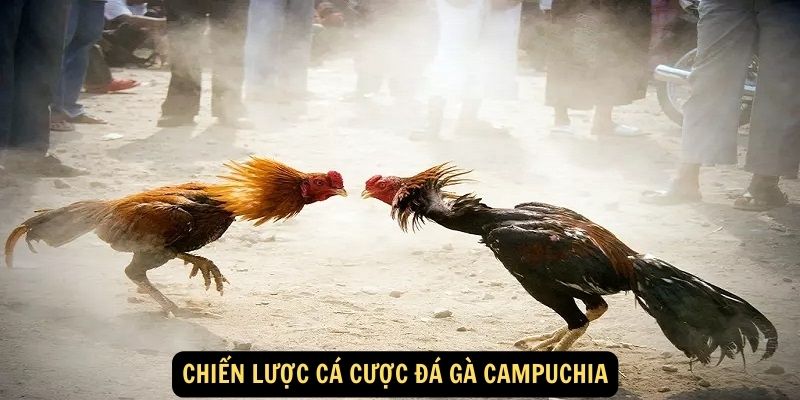 Khám Phá Sự Hấp Dẫn của Cá Cược Đá Gà Campuchia: Trải Nghiệm Đặt Cược Đỉnh Cao! 6 Chiến lược cá cược đá gà Campuchia