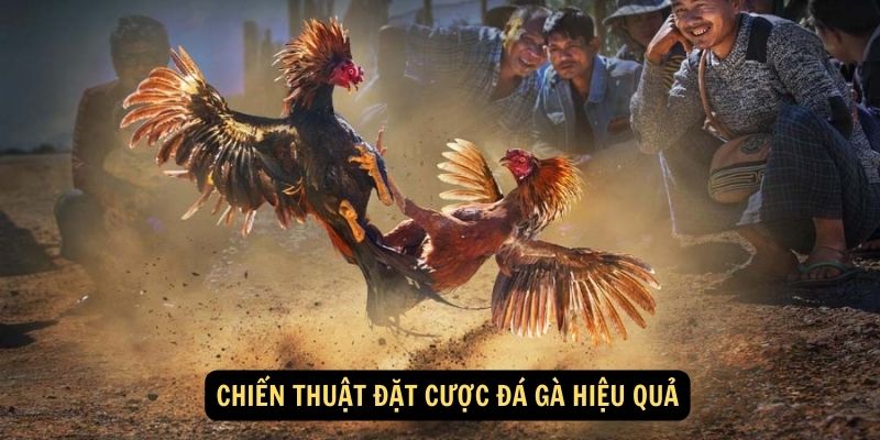 ham Gia Đặt Cược Đá Gà: Trải Nghiệm Hồi Hộp và Thú Vị của Trò Chơi Đối Đầu Trực Tuyến! 5 Chiến thuật đặt cược đá gà hiệu quả