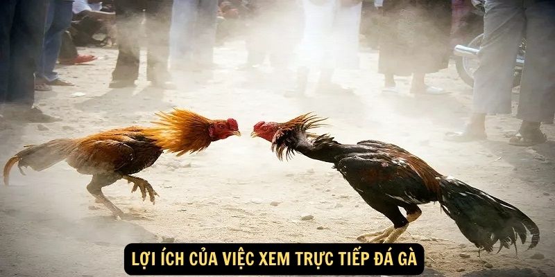 Trải Nghiệm Hồi Hộp với Trực Tiếp Đá Gà: Sân Chơi Đối Đầu Đầy Hấp Dẫn! 5 Lợi ích của việc xem trực tiếp đá gà