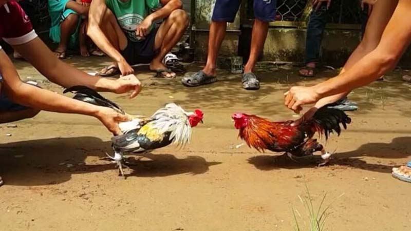 Đá Gà Thomo247 - Thiên Đường Giải Trí Đá Gà Cho Người Đam Mê 6 Cách chơi đá gà thomo247